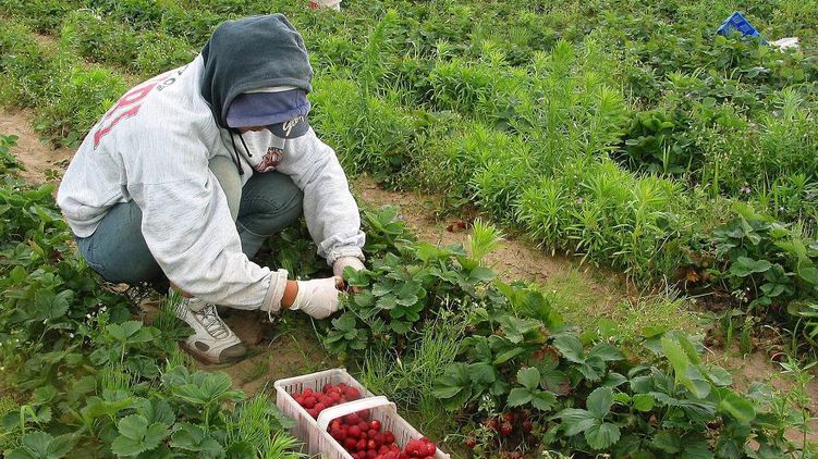 Украинцы в Польше теряют заработки - урожай убили ливни, а ставки снижают из-за карантина. Фото: 